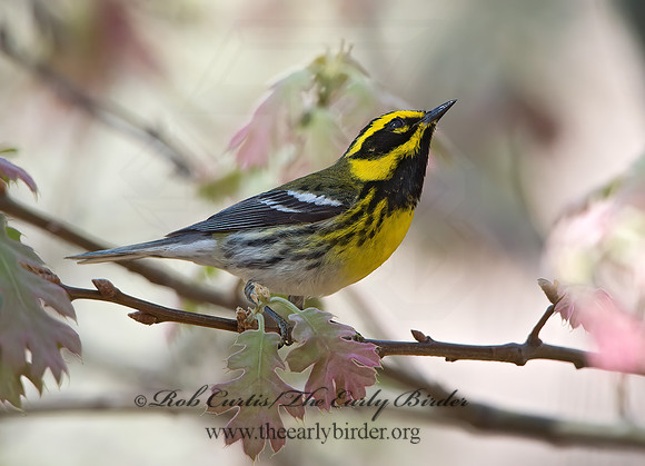 Setophaga townsendi  TOWNSEND'S WARBLER 9056327z