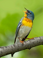 Setophaga americana NORTHERN PARULA 3007795z