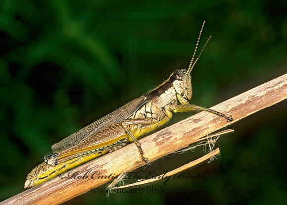 Paroxya clavuliger  OLIVE-GREEN SWAMP GRASSHOPPER 260909z