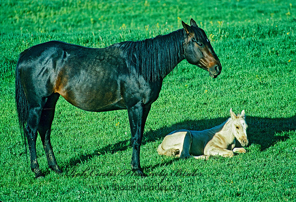 Equus caballus  HORSE 113024z