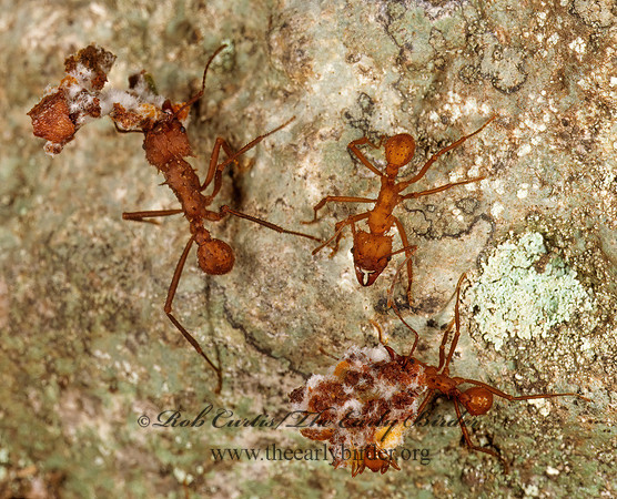 Acromyrmex echinatior 201817z