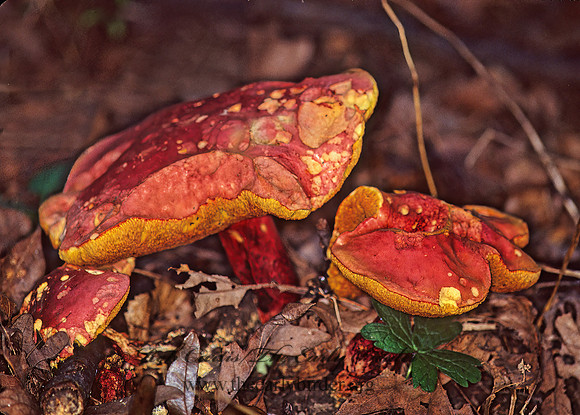 Boletus bicolor  2 COLORED BOLETE 33216z