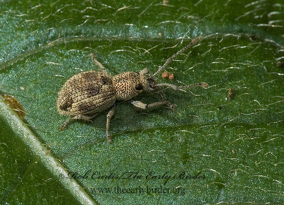 Calomycterus setarius 5000547z