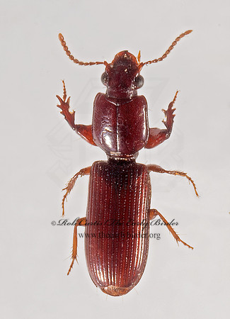 Clivina impressefrons 9016280z