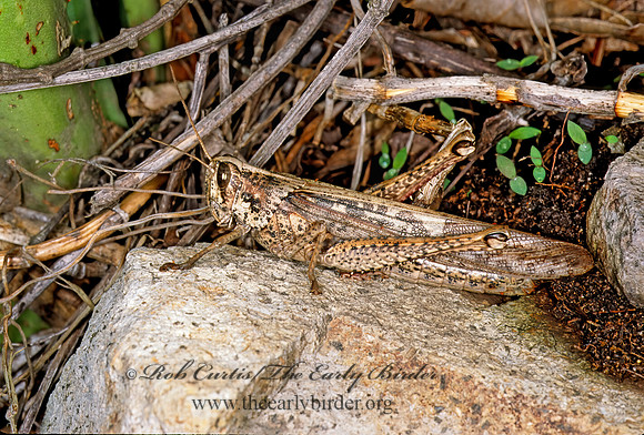 Schistocerca nitens BIRD GRASSHOPPER  198833z