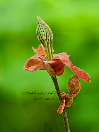 Carya ovata  SHAGBARK HICKORY 4000618z