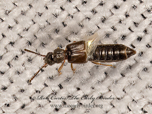 Carpelimus  SPINY-LEGGED ROVE BEETLE 3025140z