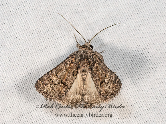 Heteranassa mima  OMOPTERINI EREBID MOTH 3038895z