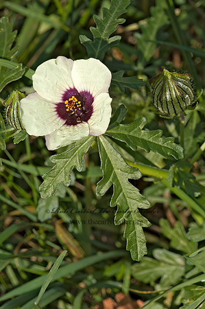 Hibiscus trionum  FLOWER-OF-AN-HOUR 5016836z