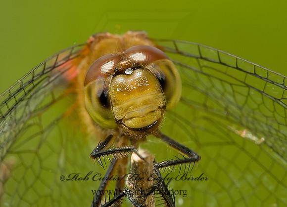 Sympetrum MEADOWHAWK 5010977