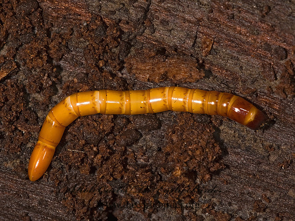 Elateridae 8016926z