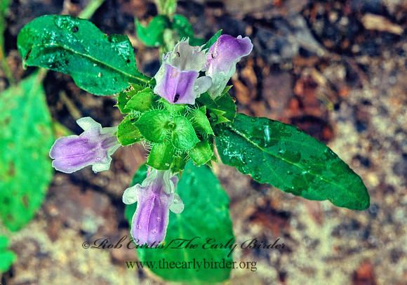 Prunella vulgaris  SELF-HEAL 168009z