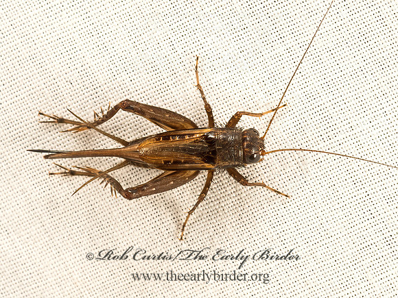 Allonemobius  ROBUST GROUND CRICKET 9048355z