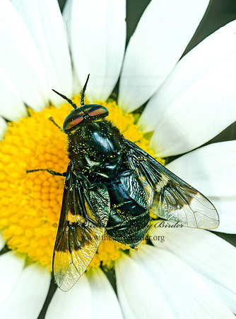 Chrysops mitis  DEER FLY 177909z