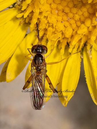 Stylogaster biannulata  THICK-HEADED FLY 3023456z