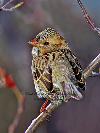 Zonotrichia querula  HARRIS'S SPARROW 117509z