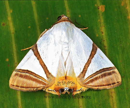 Eulepidotis  FRUIT-PIERCING MOTH 197007 z
