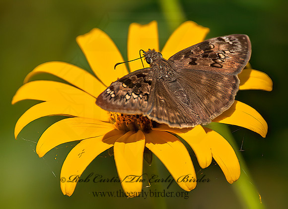 Erynnis horatius  HORACE'S DUSKYWING SKIPPER 8028938z