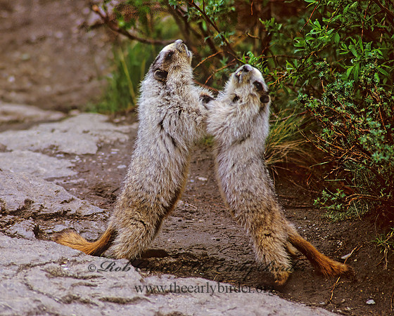 Marmota calligata  HOARY MARMOT 234715z