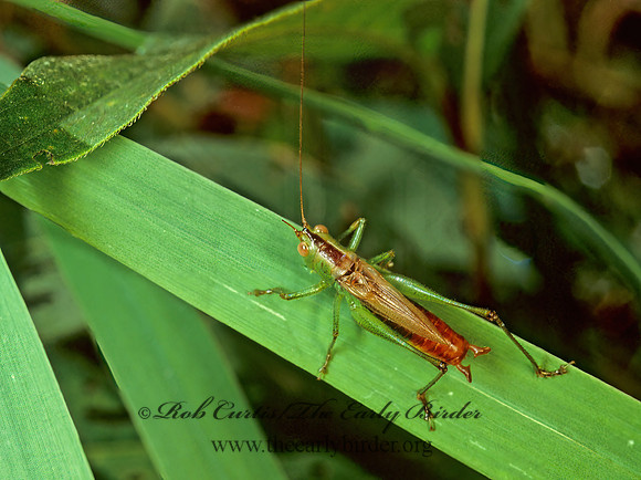 Conocephalus brevipennis  SHORT-WINGED MEADOW GRASSHOPPER  116232z