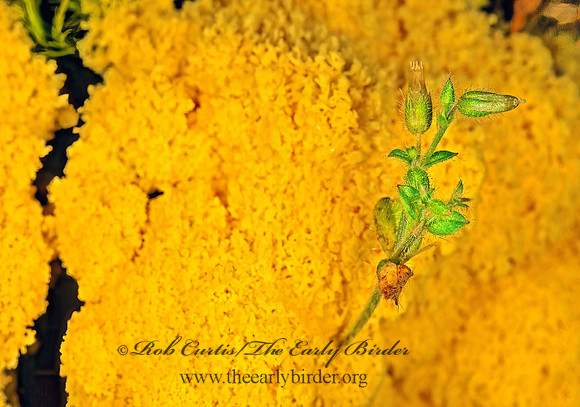 Fuligo septica  SCRAMBLED EGG SLIME MOLD 151714z