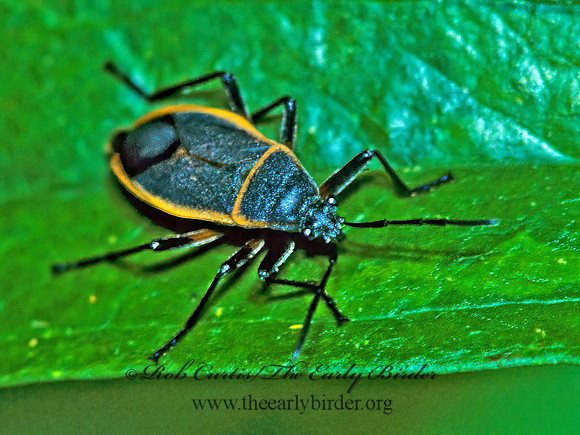 Largus succinctus 169103z