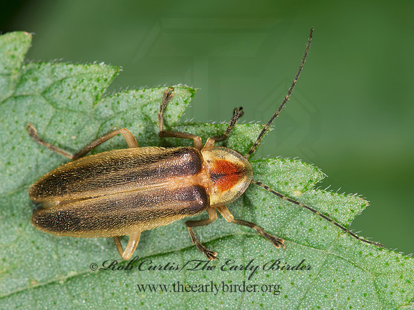 Photuris 9003185z