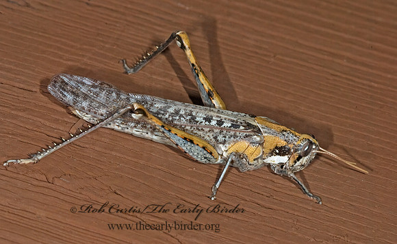Schistocerca nitens BIRD GRASSHOPPER  6024793z