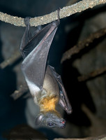 Eidolon helvum STRAW-COLORED FRUIT BAT 5017277z