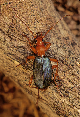 Brachinus fumans  BOMBARDIER BEETLE 173715z