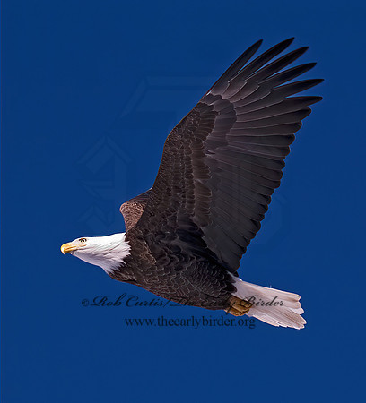 Haliaeetus leucocephalus  BALD EAGLE 6020185z
