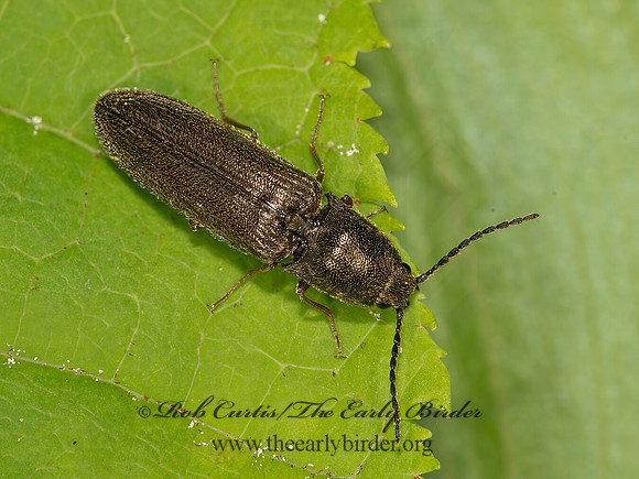 Gambrinus CLICK BEETLE 9032046z