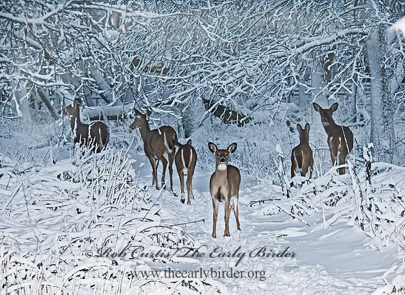 Odocoileus virginianus  WHITE-TAILED DEER  6018882z