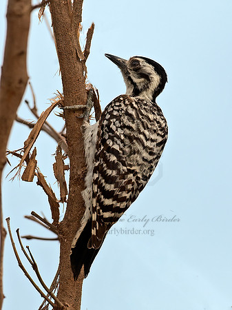 Dryobates scalaris  LADDER-BACKED WOODPECKER 6040073z