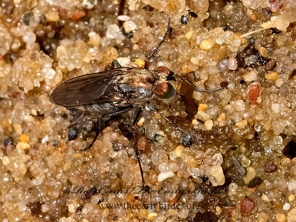 Tachytrechus vorax  LONGLEGGED FLY 3026371z