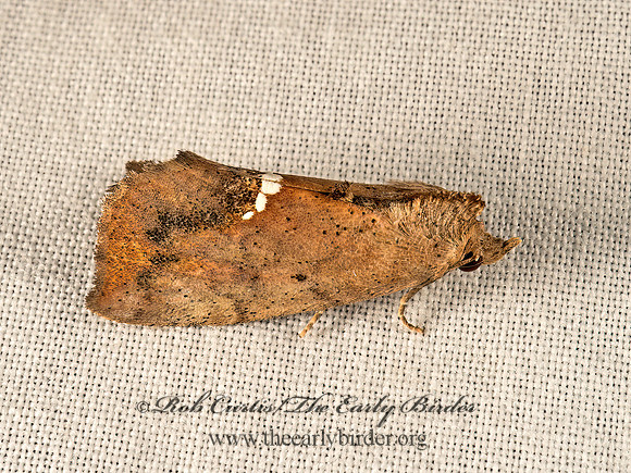 Hypsoropha hormos  SMALL NECKLACE MOTH 9050148z