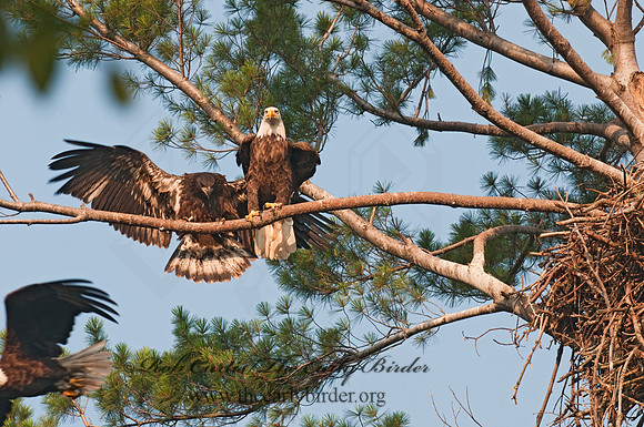 Haliaeetus leucocephalus  BALD EAGLE 3002883z