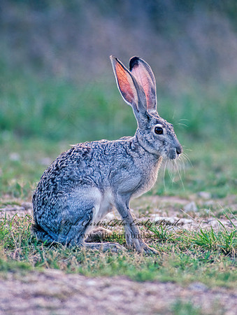 Lepus californicus  BLACK-TAILED JACKRABBIT 54236z