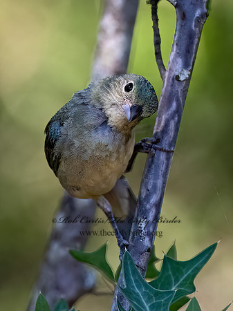 Passerina ciris  PAINTED BUNTING 3041040z