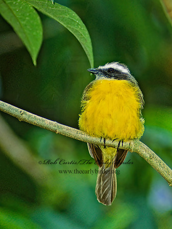 Myiozetetes similis  SOCIAL FLYCATCHER 205009z