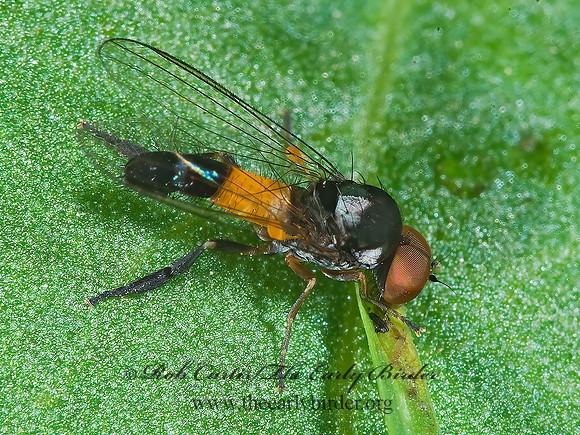Callomyia venusta  FLAT-FOOTED FLY 7009325z