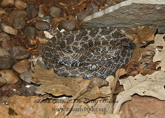 Sistrurus catenatus  EASTERN MASSAUGA 5011046z