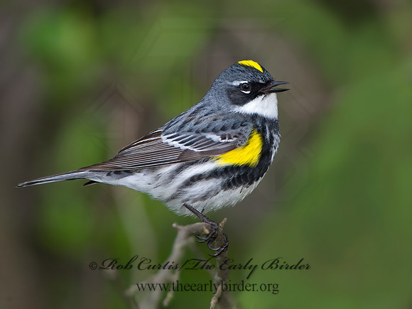 Setophaga coronata  MYRTLE WARBLER 9037703z