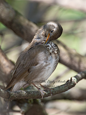 Catharus minimus  GRAY-CHEEKED THRUSH 9022071z