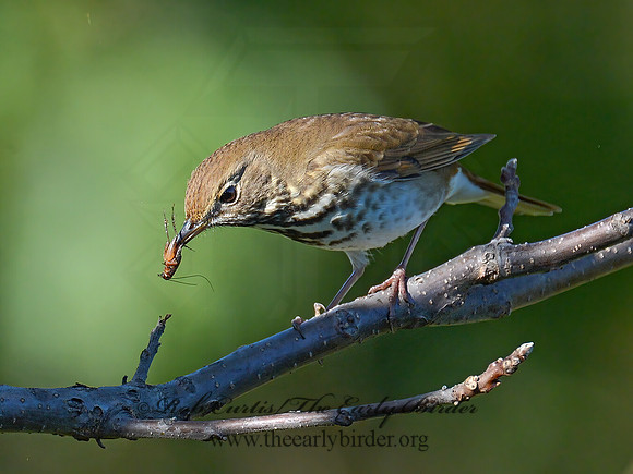 Catharus guttatus  HERMIT THRUSH 9015107z