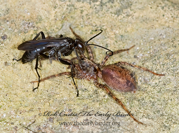 Anoplius nigritus  POMPILINAE SPIDER WASP 6007845z