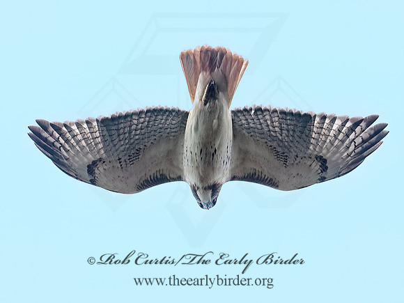 Buteo jamaicensis RED-TAILED HAWK 6041673z