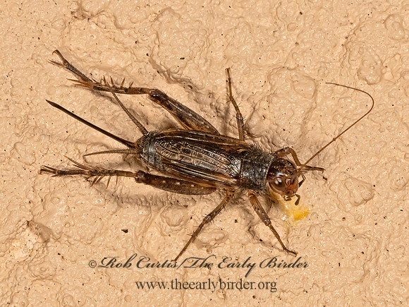 Allonemobius  GROUND CRICKET 3023193z