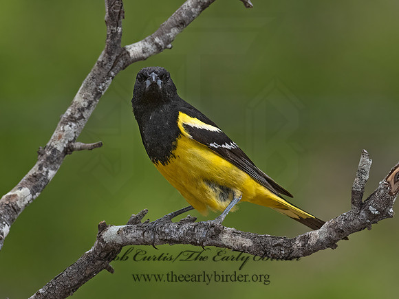 Icterus parisorum  SCOTT'S ORIOLE 3037816z