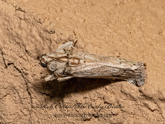 Phycitini   CACTUS-FEEDING PYRALID Phycitini  PYRALID MOTH 3023180z